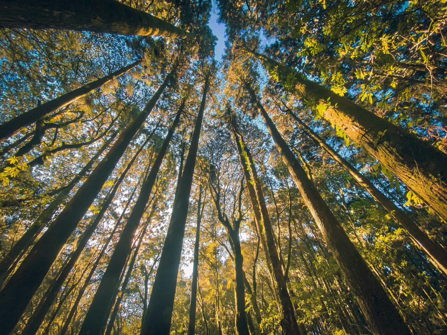 【中級山資訊】水漾森林基本介紹，枯木堰塞之湖之夢話森林 | Introduction of Shuiyang Forest