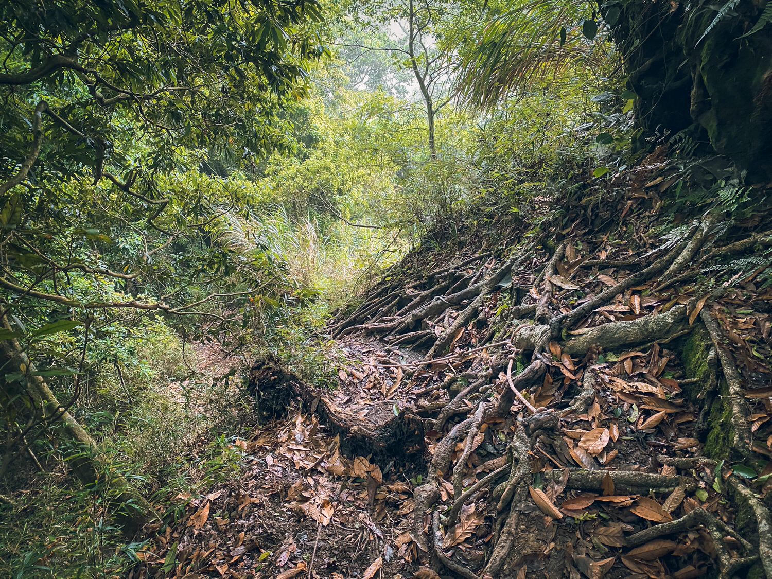 【中級山資訊】水漾森林基本介紹，枯木堰塞之湖之夢話森林 | Introduction of Shuiyang Forest