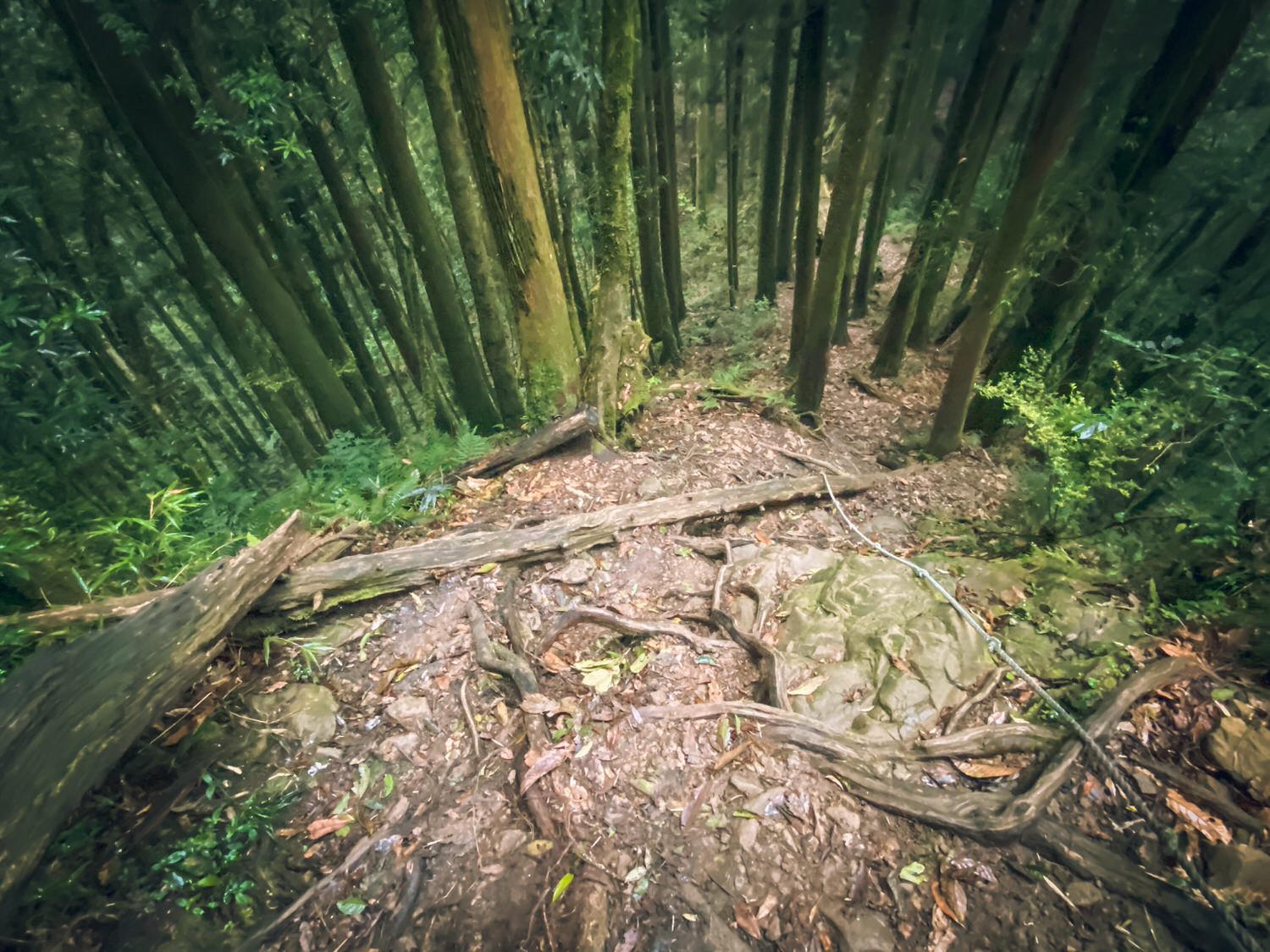 【中級山資訊】水漾森林基本介紹，枯木堰塞之湖之夢話森林 | Introduction of Shuiyang Forest